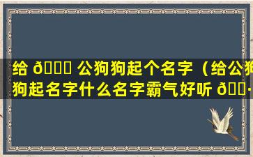 给 🍀 公狗狗起个名字（给公狗狗起名字什么名字霸气好听 🕷 ）